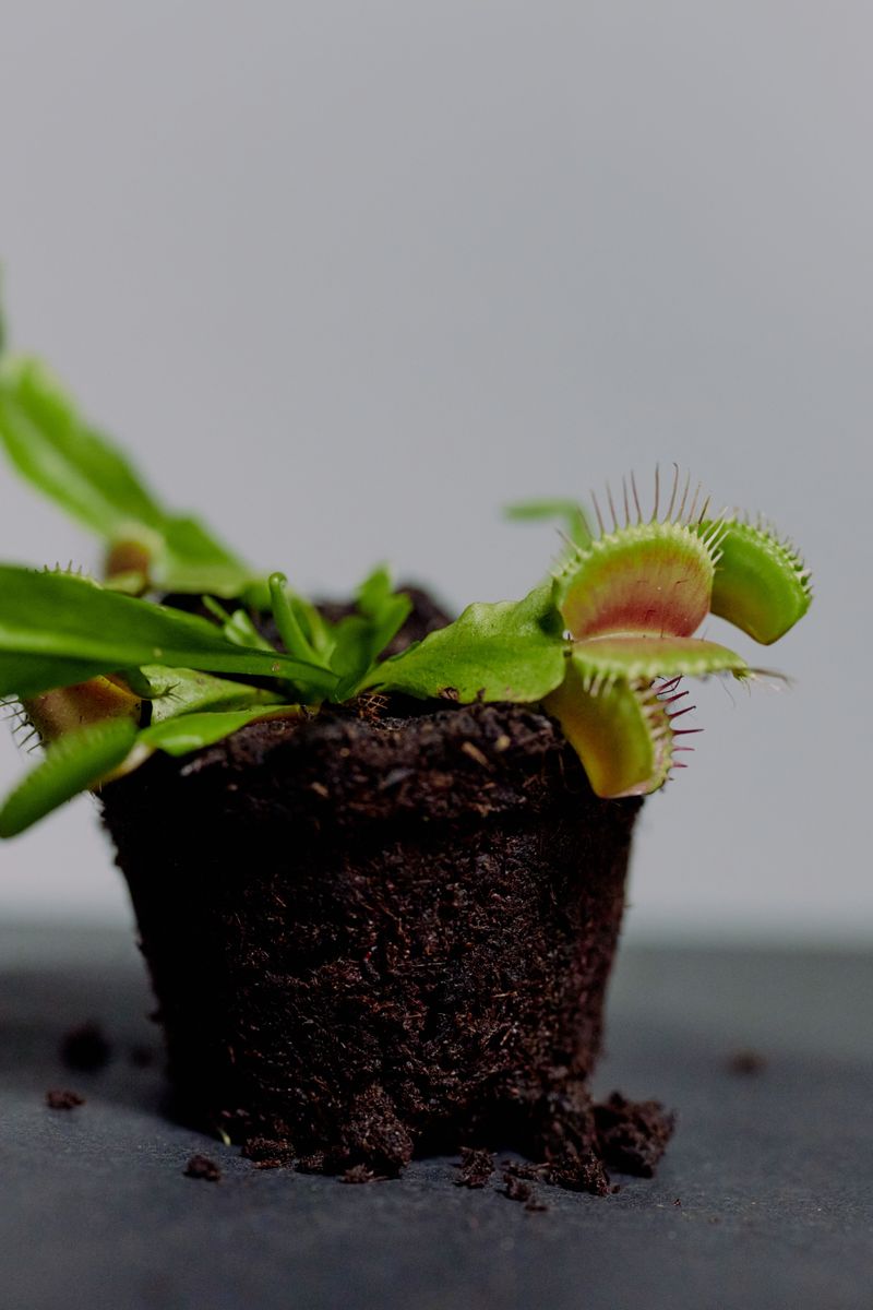 Avoid Feeding It Regular Plant Fertilizer