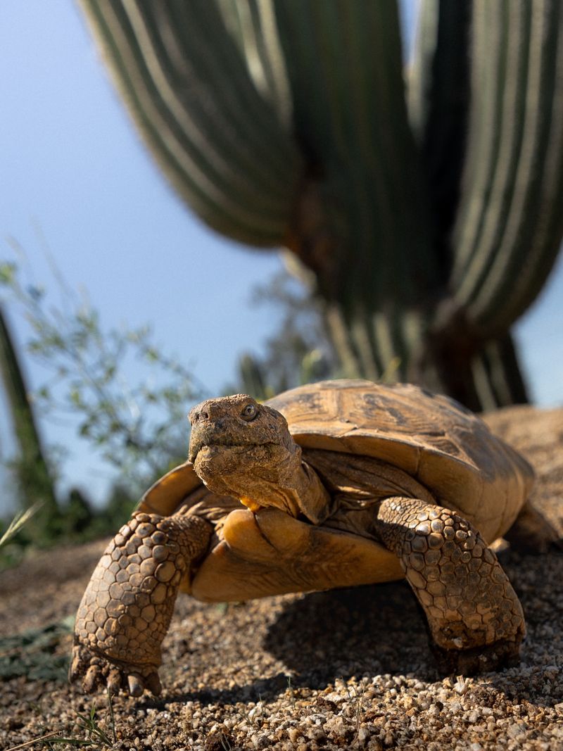 Avoid Feeding Wild Tortoises Avoid Feeding Wild Tortoises