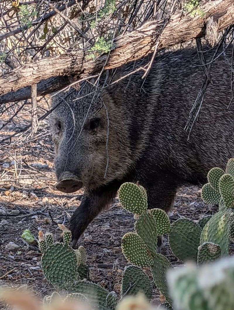 Avoid Feeding Wildlife Near Your Home Avoid Feeding Wildlife Near Your Home