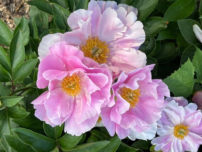 Avoid Fertilizing During Peak Summer Heat