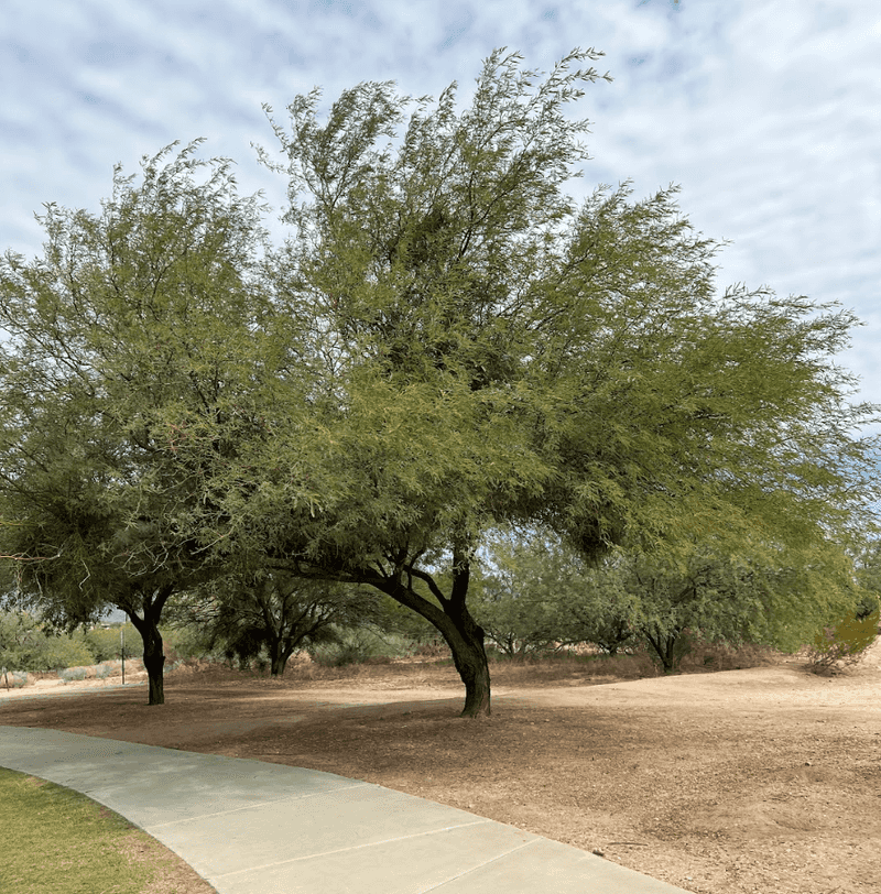 Avoid Frequent Shallow Watering In Summer Avoid Frequent Shallow Watering In Summer