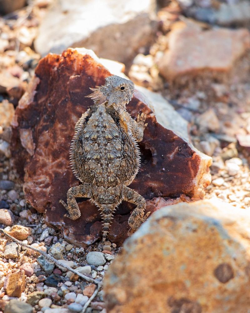 Avoid Handling Wild Horned Lizards Avoid Handling Wild Horned Lizards