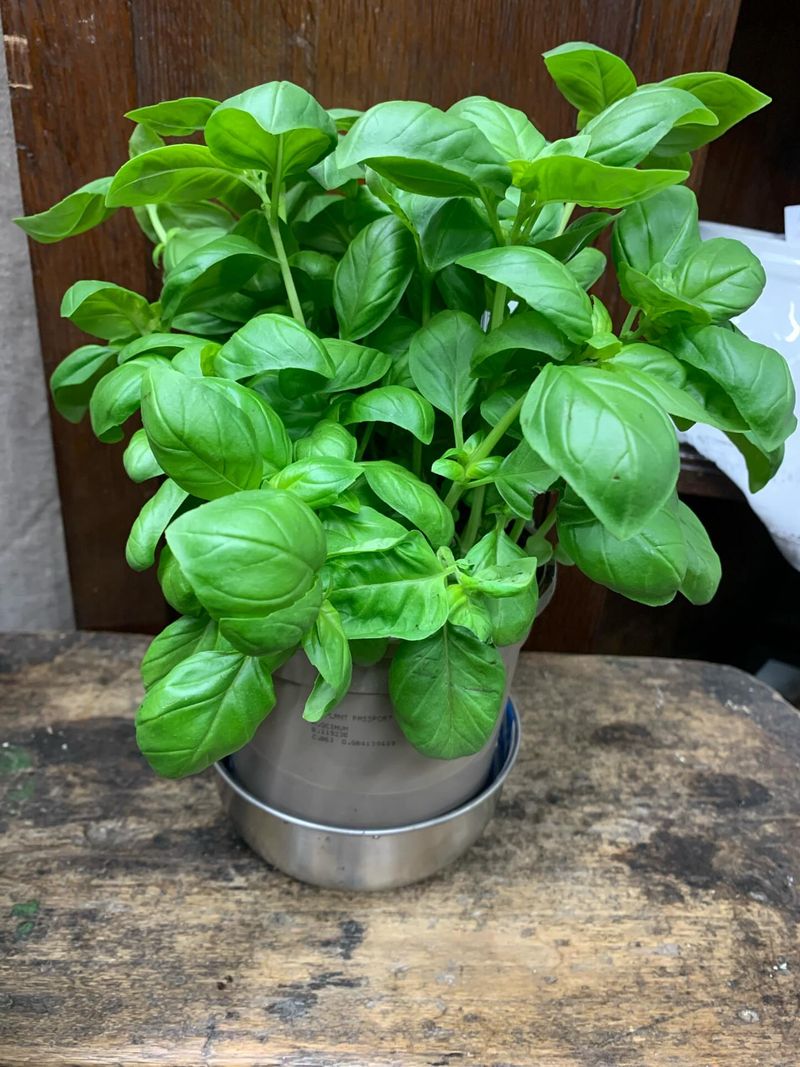 Avoid Harvesting Wet Basil Leaves Avoid Harvesting Wet Basil Leaves