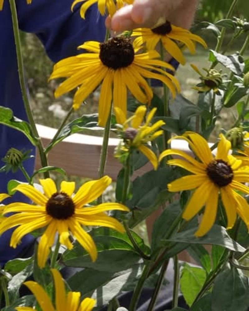 Avoid Heavy Fertilizer In Late Summer Avoid Heavy Fertilizer In Late Summer