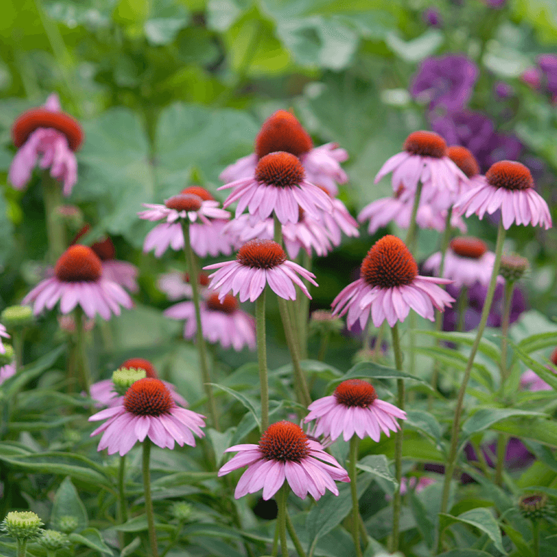 Avoid Heavy Fertilizing
