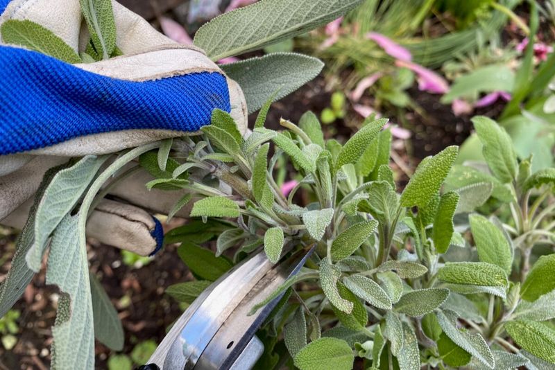 Avoid Heavy Pruning During Extreme Heat
