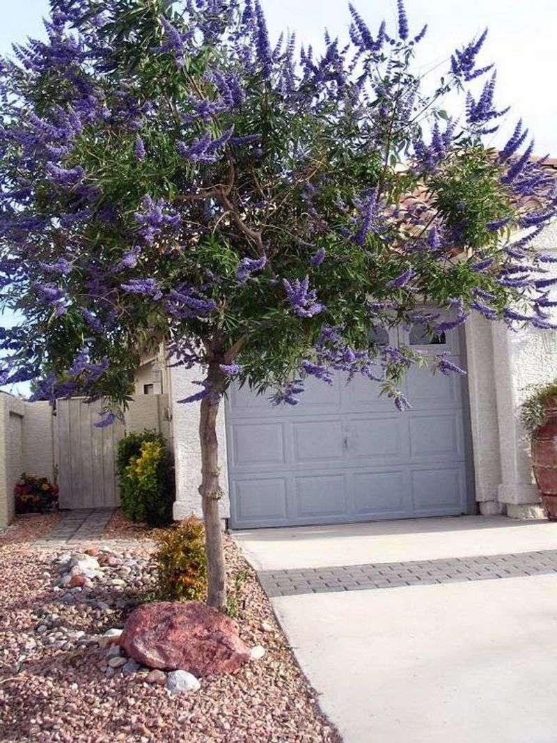 Avoid Heavy Pruning During Extreme Summer Heat Avoid Heavy Pruning During Extreme Summer Heat