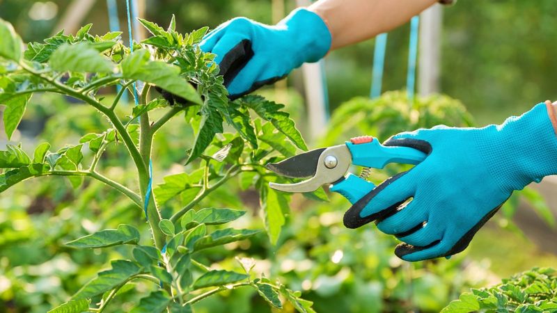 Avoid Heavy Pruning During Hot Weather Avoid Heavy Pruning During Hot Weather