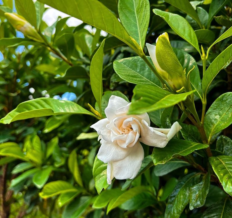 Avoid Heavy Pruning During Summer Heat Avoid Heavy Pruning During Summer Heat