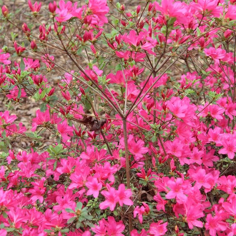 Avoid Heavy Pruning In August