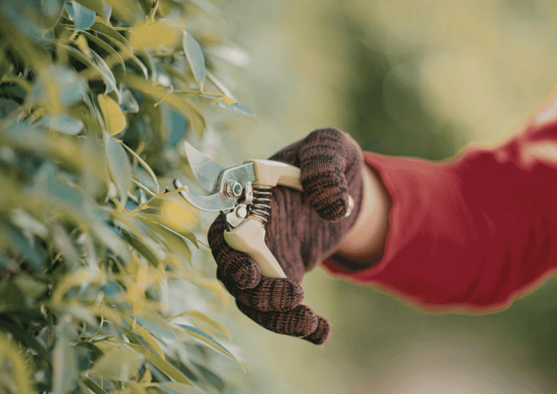 Avoid Heavy Pruning In Peak Heat