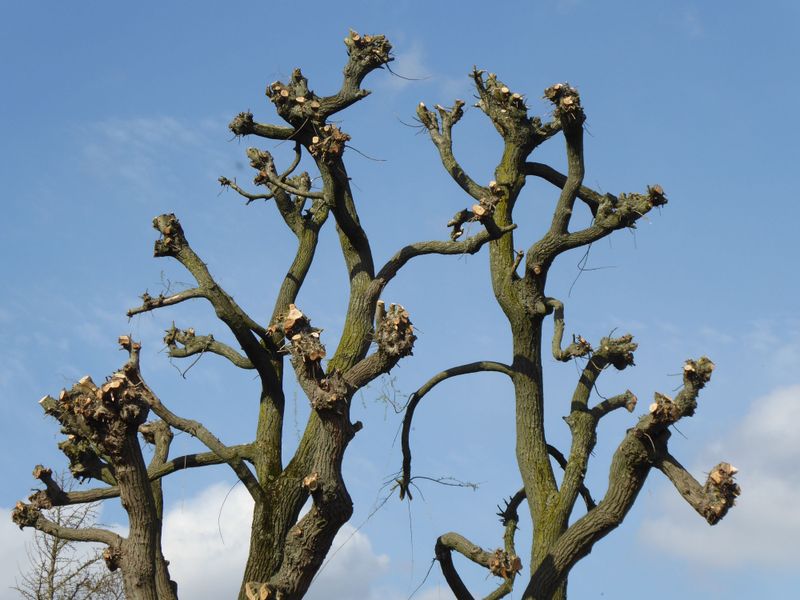 Avoid Heavy Pruning This Late