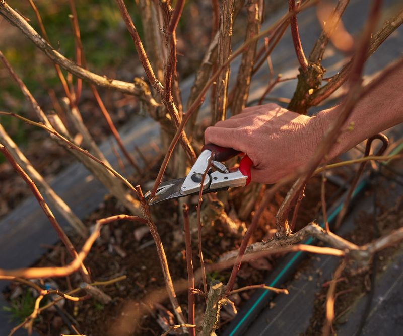 Avoid Heavy Winter Cuts That Remove New Growth