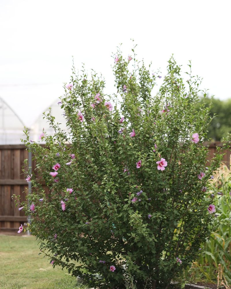 Avoid High Nitrogen Fertilizer In Summer