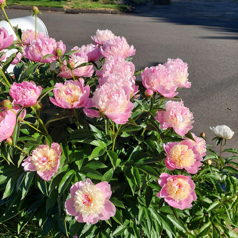Avoid High Nitrogen Fertilizers In Fall Avoid High Nitrogen Fertilizers In Fall