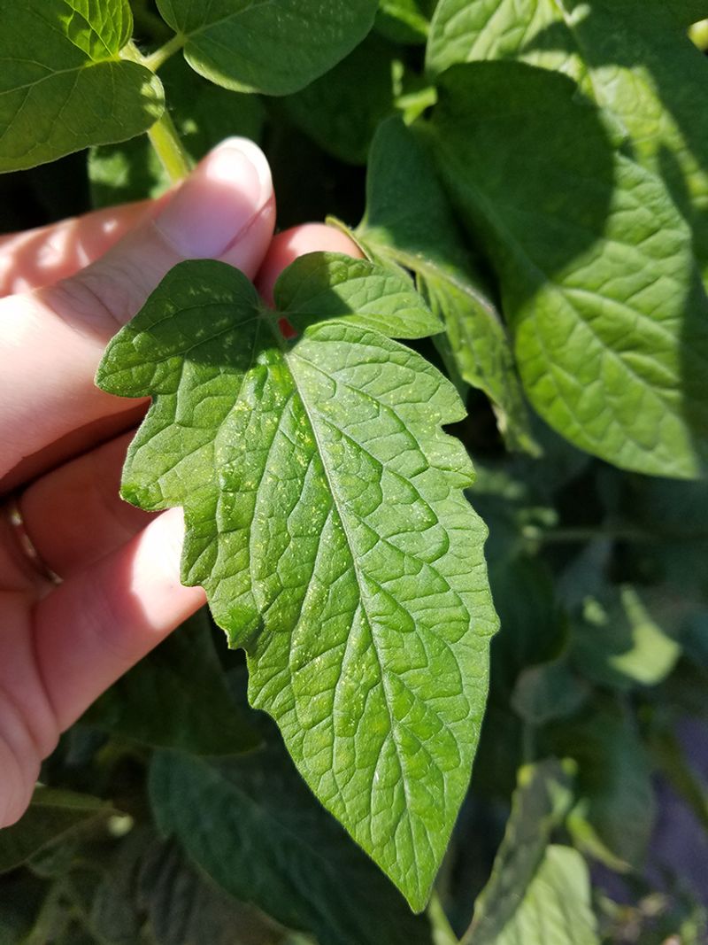 Avoid Hot Day Sprays Avoid Hot Day Sprays