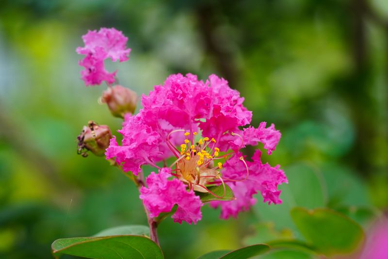 Avoid Late Nitrogen That Delays Cold Hardiness Avoid Late Nitrogen That Delays Cold Hardiness
