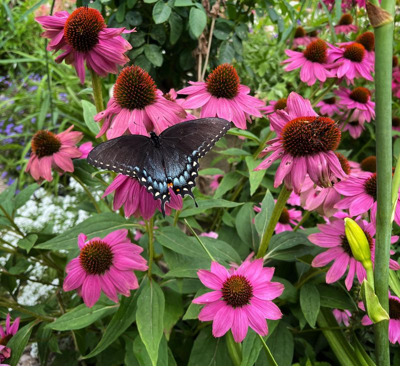 Avoid Midday Spraying When Pollinators Are Active Avoid Midday Spraying When Pollinators Are Active