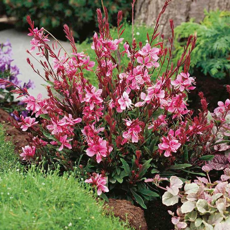 Avoid Overfeeding During The Growing Season