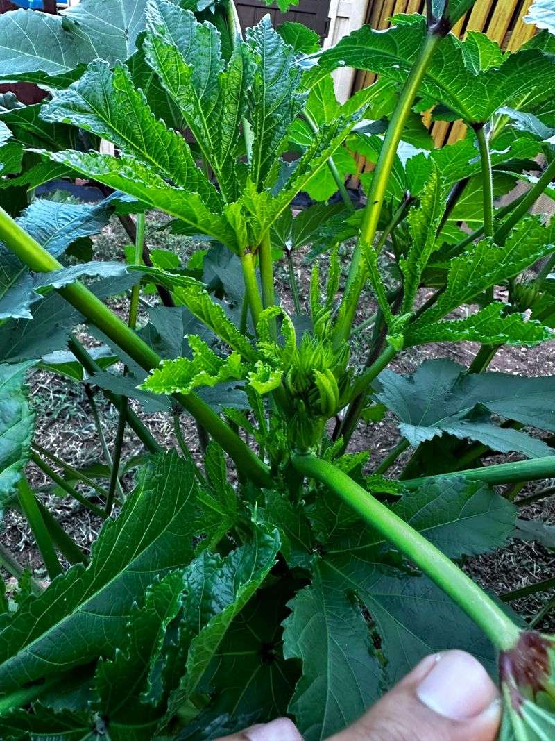 Avoid Overfeeding With Nitrogen