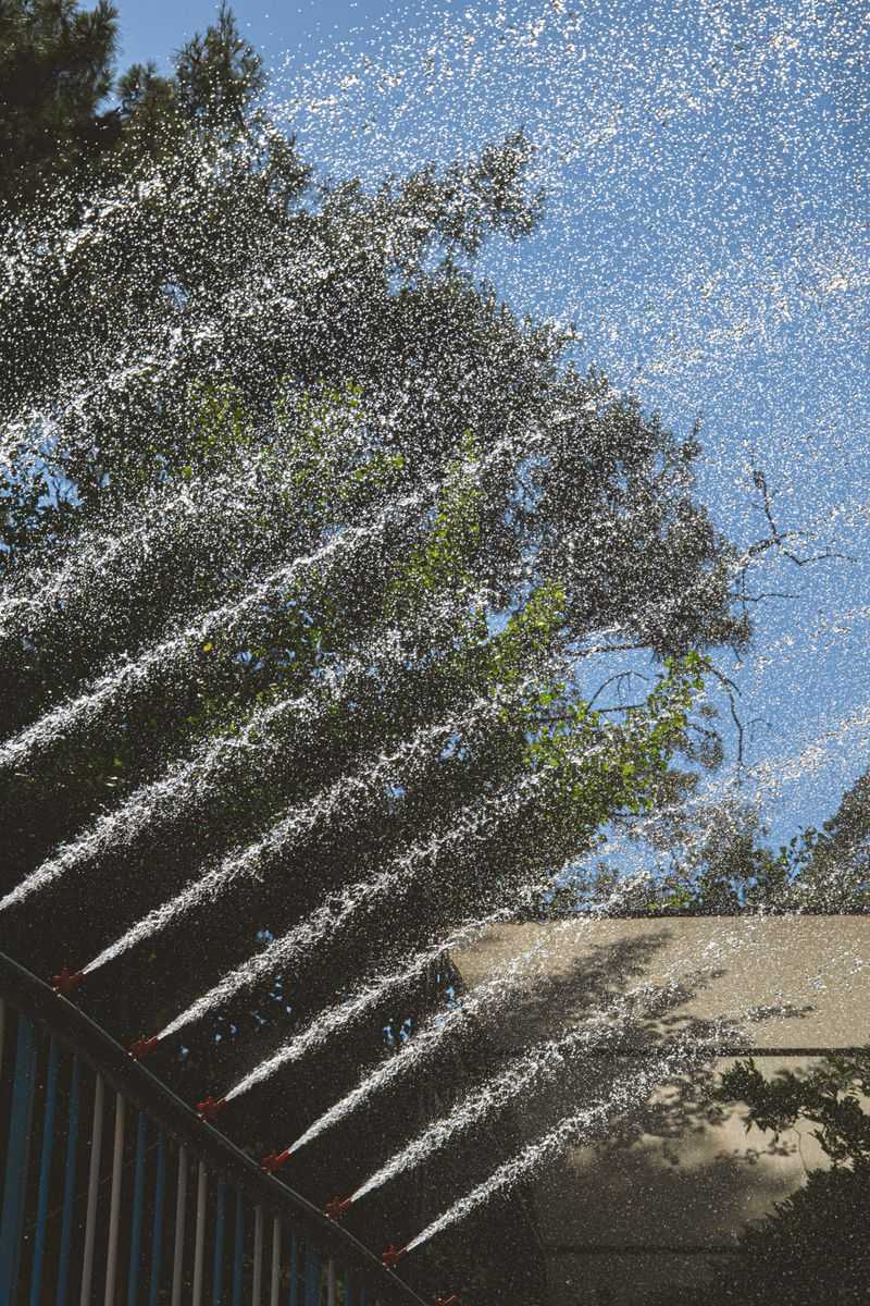 Avoid Overhead Watering In Late Afternoon