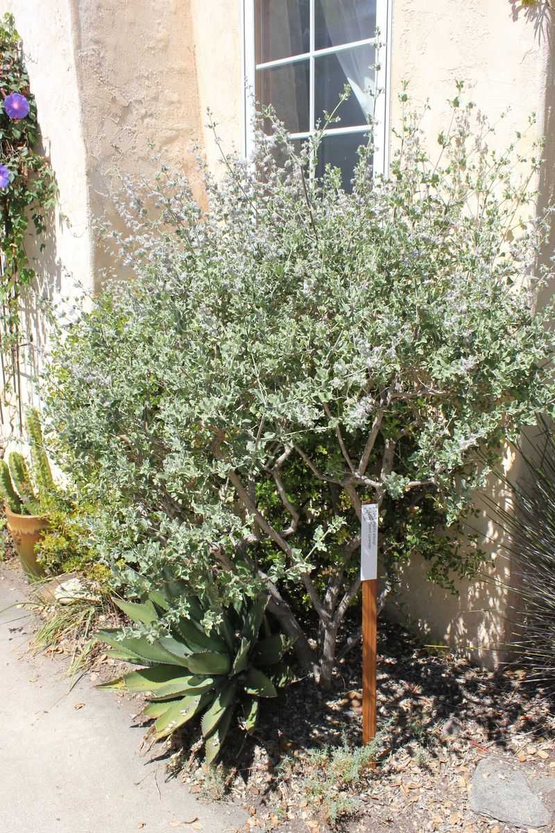 Avoid Overwatering Established Plants Avoid Overwatering Established Plants