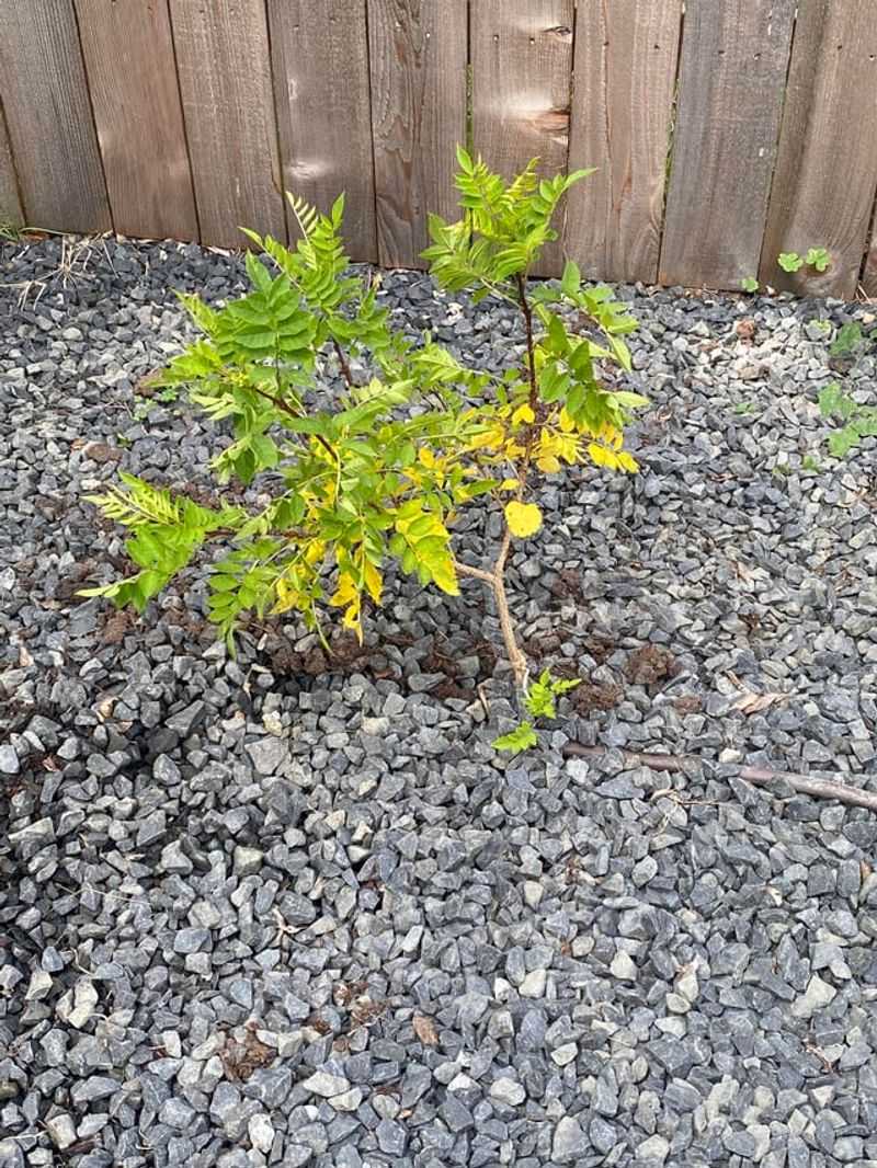Avoid Overwatering In Heavy Or Poorly Drained Soil Avoid Overwatering In Heavy Or Poorly Drained Soil