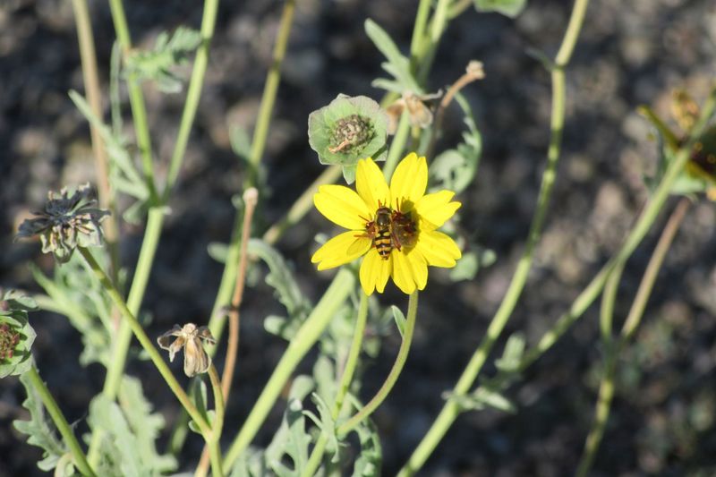 Avoid Overwatering Mature Plants Avoid Overwatering Mature Plants