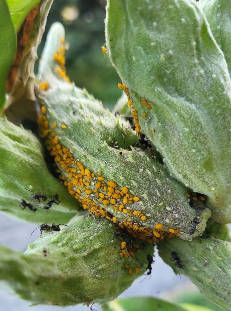 Avoid Pesticide and Milkweed Shortcuts