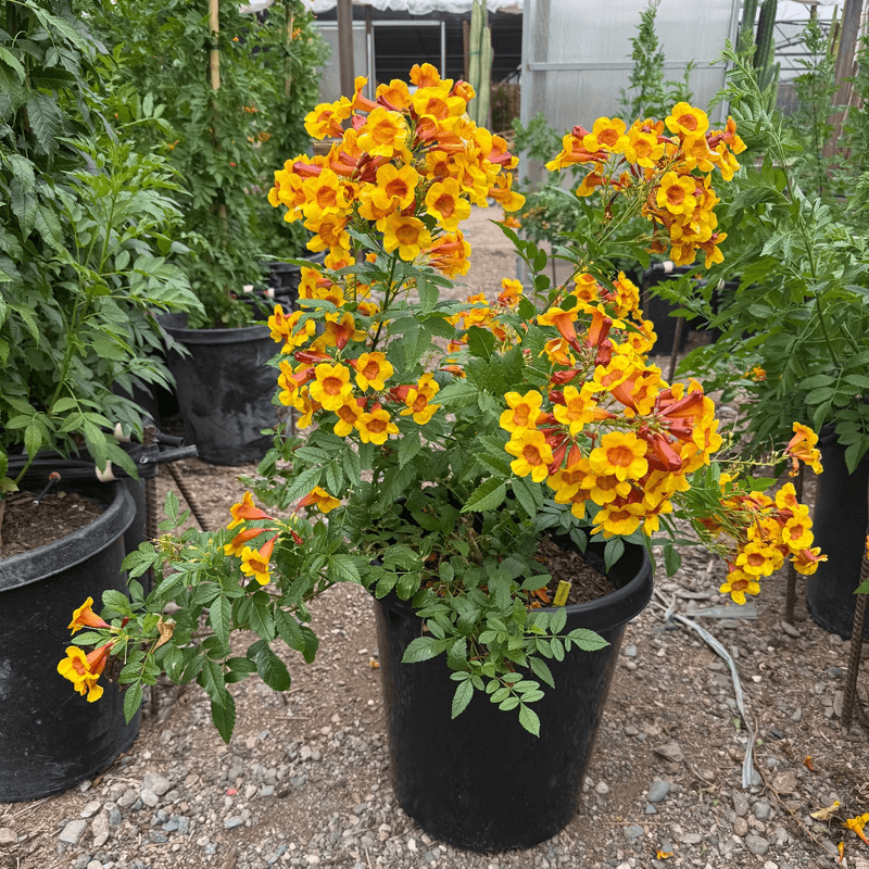 Avoid Plants Covered With Fresh Blooms