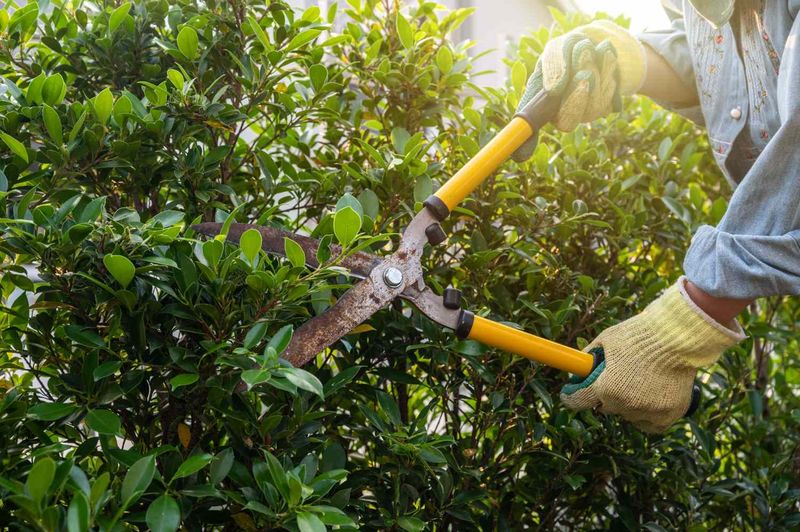 Avoid Pruning During Extreme Heat Avoid Pruning During Extreme Heat