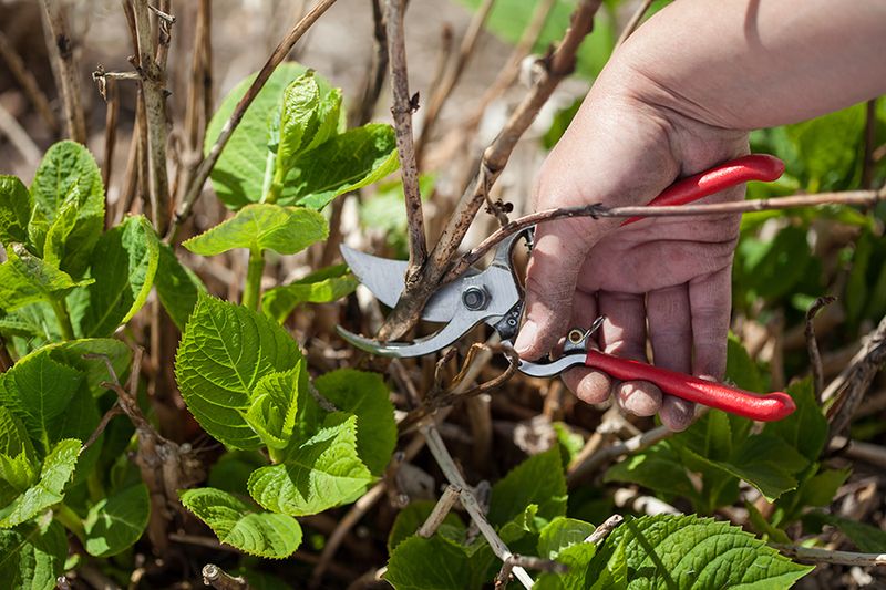 Avoid Pruning During Intense Afternoon Heat Avoid Pruning During Intense Afternoon Heat