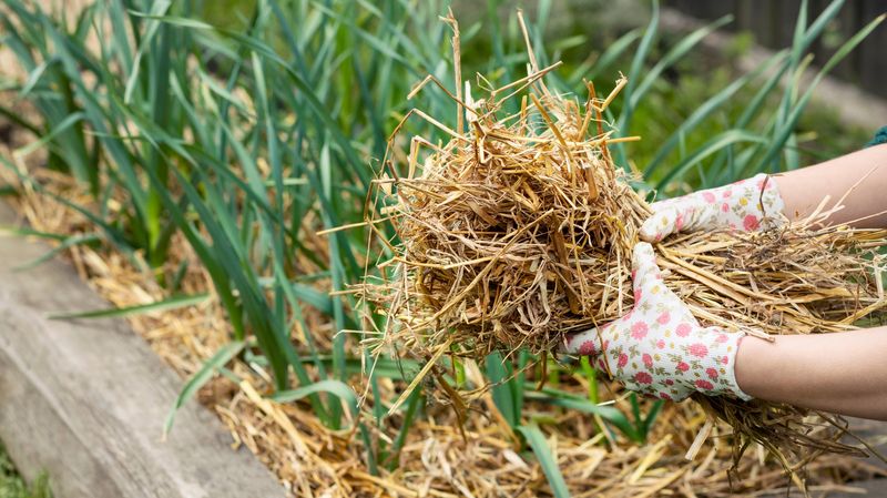 Avoid Rock Mulch Near Heat-Stressed Plants Avoid Rock Mulch Near Heat-Stressed Plants