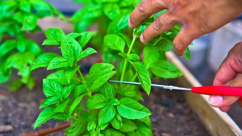 Avoid Severe Cutting During The Hottest Days