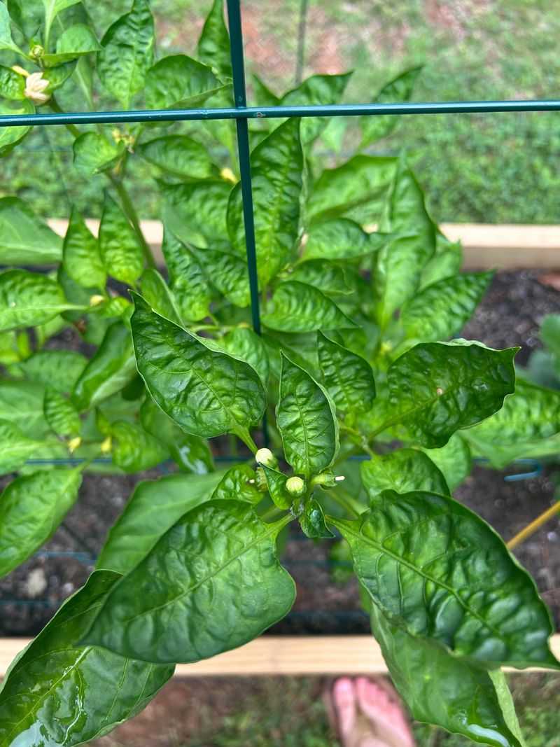 Avoid Spraying Before You Identify The Pest