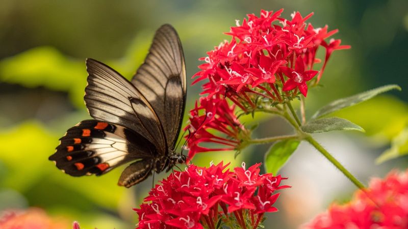 Avoid Sprays That Push Butterflies Away Avoid Sprays That Push Butterflies Away