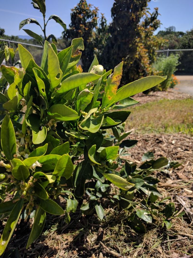Avoid Stripping Lower Branches During Summer Avoid Stripping Lower Branches During Summer