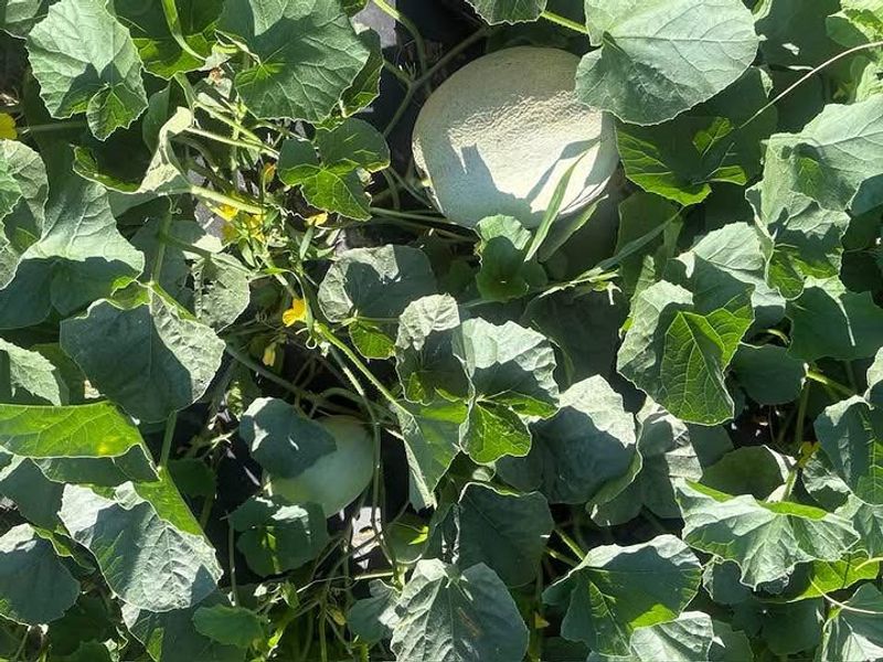 Avoid Sudden Heavy Watering After A Dry Spell Avoid Sudden Heavy Watering After A Dry Spell