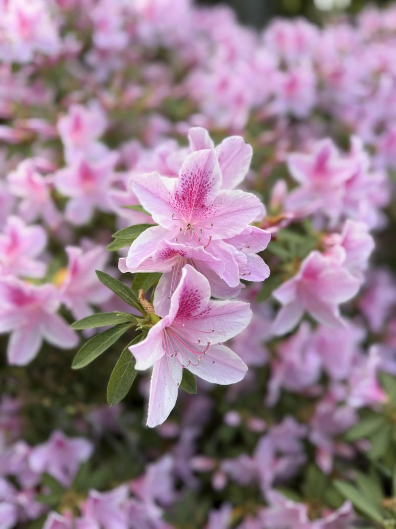 Avoid Summer Pruning To Protect Next Year's Azalea Blooms Avoid Summer Pruning To Protect Next Year's Azalea Blooms