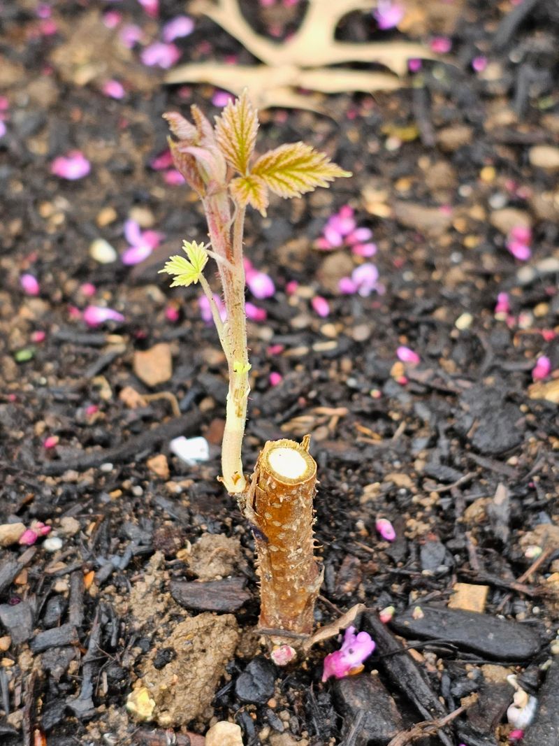 Avoid These Common Pruning Mistakes With Oregon Raspberry Canes
