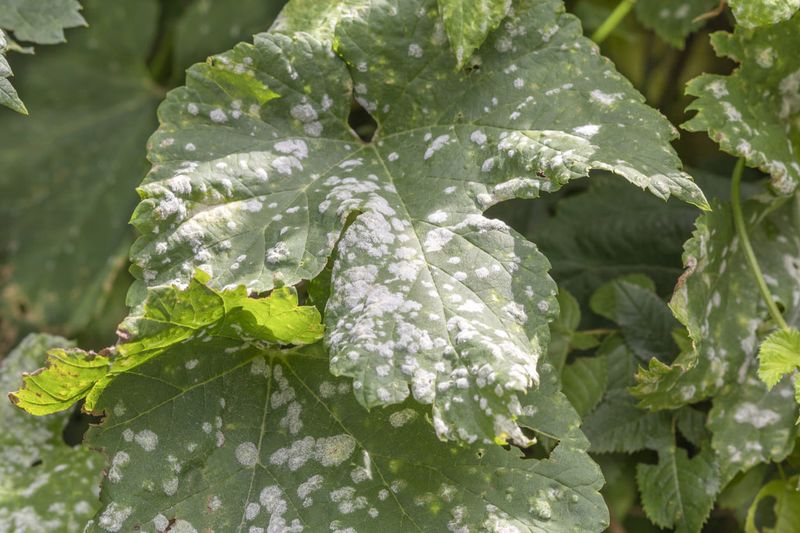 Avoid Too Much Nitrogen During Summer Avoid Too Much Nitrogen During Summer