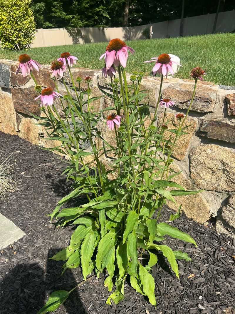 Avoid Too Much Nitrogen Fertilizer