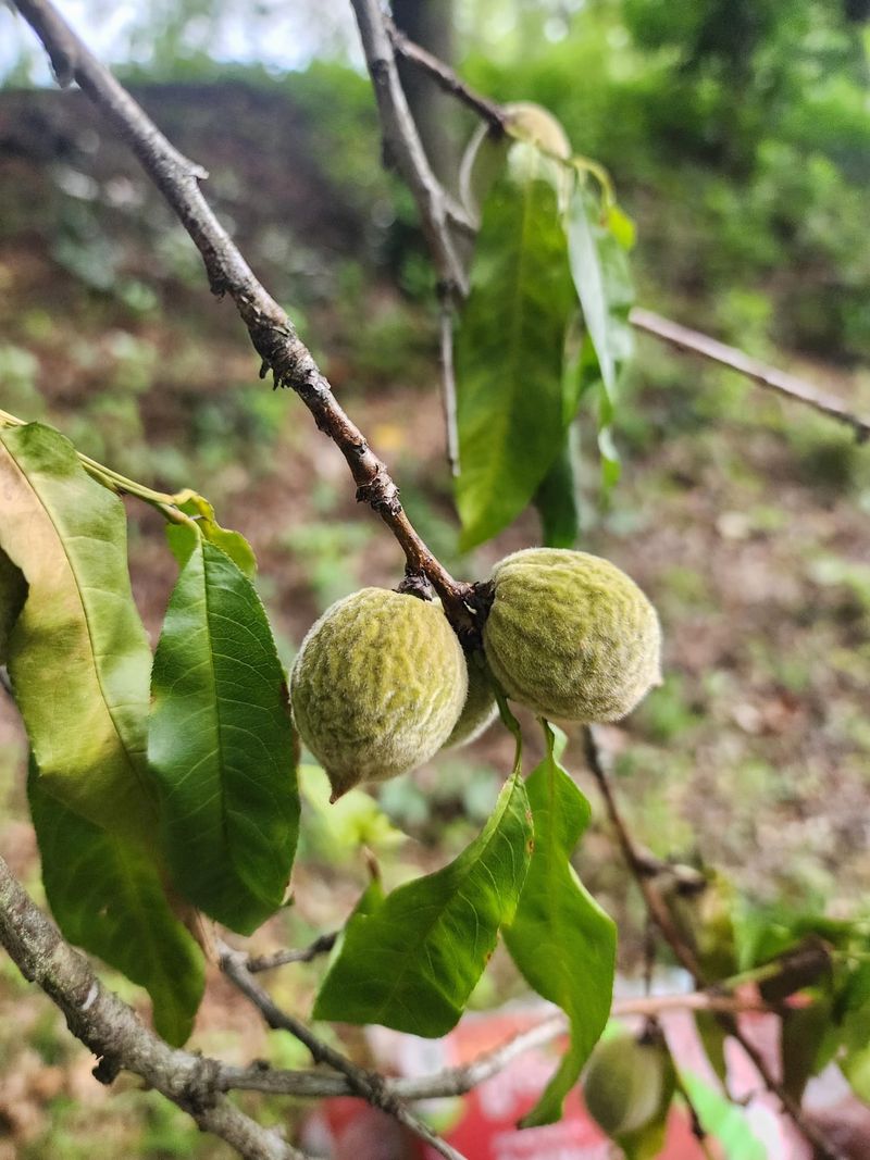 Avoid Trapping Heat Around The Fruit Avoid Trapping Heat Around The Fruit