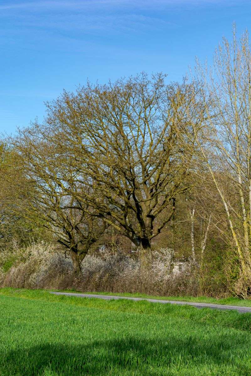Avoid Trees And Large Shrubs Near The Field