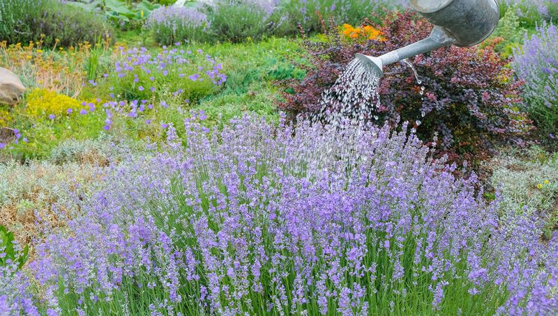 Avoid Watering Over The Foliage