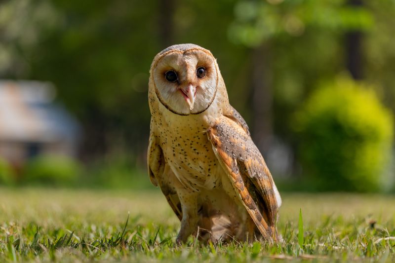 Avoiding Pesticides Protects Owls From Secondary Poisoning