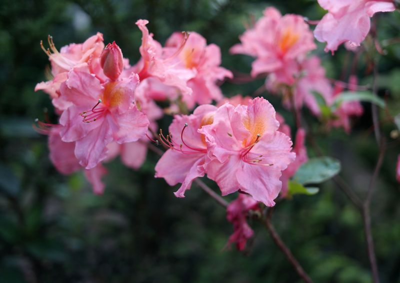 Azalea And Rhododendron Azalea And Rhododendron