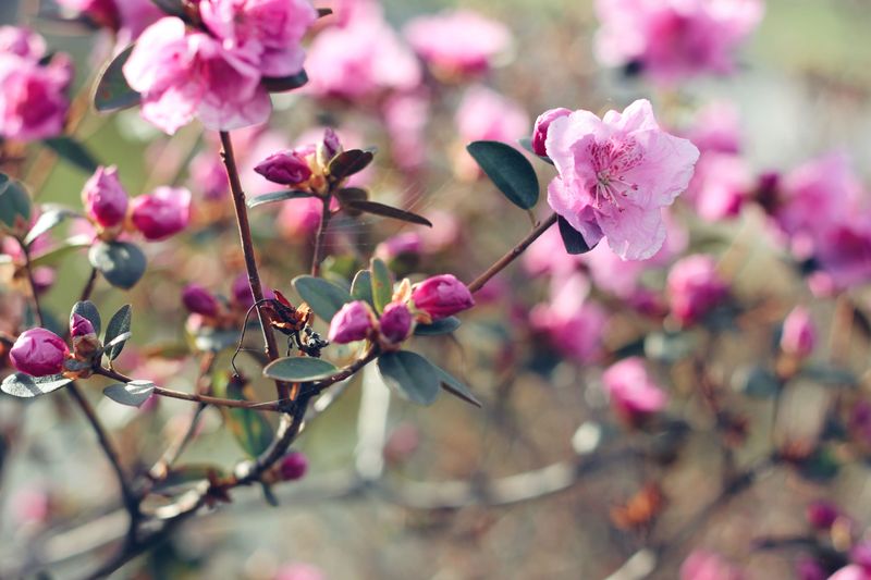 Azalea Needs Its Buds Left Alone