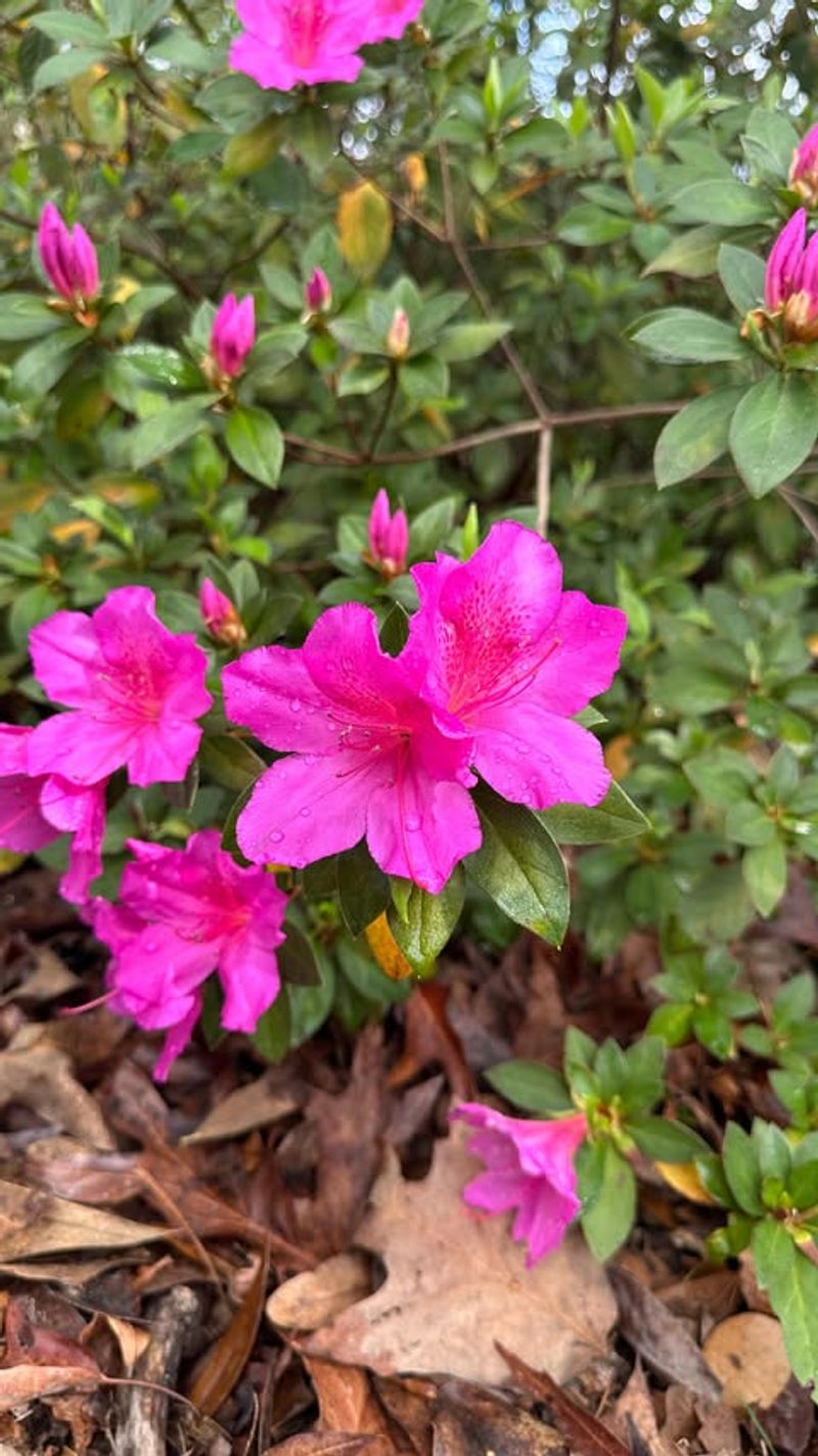 Azalea Azalea