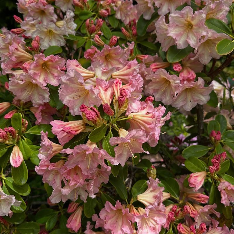 Azaleas And Rhododendrons Should Not Be Fed Mid-Summer Azaleas And Rhododendrons Should Not Be Fed Mid-Summer